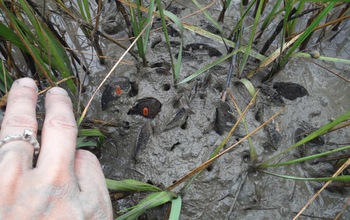 A mound of ribbed mussels is embedded in the mud around healthy salt marsh grass stems.